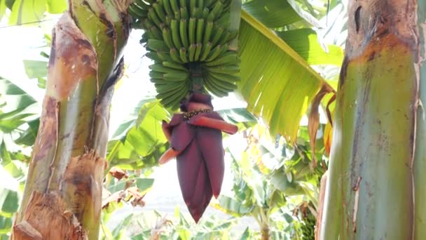 Blühende Bananen auf Teneriffa. riesige rote Bananenblüte. grüne Bananen wachsen auf einem Baum. — Stockvideo
