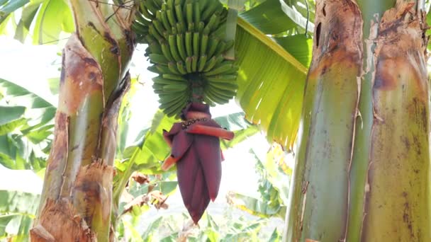Blommande bananer på Teneriffa. Stor röd banan blomma. Gröna bananer som växer på ett träd. — Stockvideo