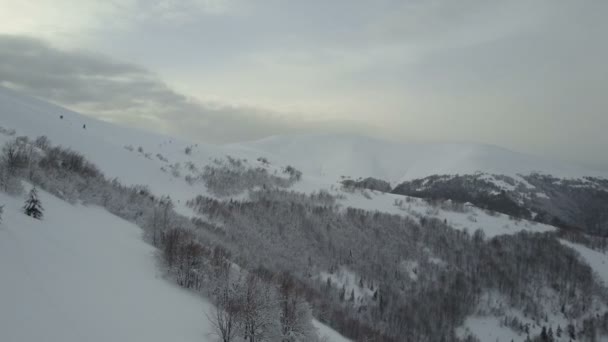 Bellezza della fauna selvatica in un giorno nevoso. Veduta aerea delle montagne invernali coperte di pini. Volo basso sopra la foresta innevata su un pendio di montagna . — Video Stock