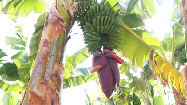 Blommande bananer på bananplantage på Kanarieöarna. Enorma röda bananblommor. Gröna bananer som växer på ett träd. — Stockvideo