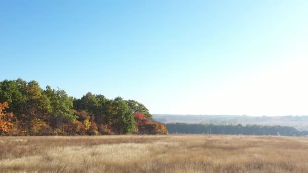 Drón oldalrepülés az őszi mező felett. Erdő többszínű fa levelek és kék ég a háttérben. — Stock videók