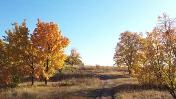 Епічний повітряний політ над барвистими осінніми деревами вздовж брудної дороги до полів і барвистих лісів. Натхнення для туризму та пішоходів. Естетика осінньої природи . — стокове відео