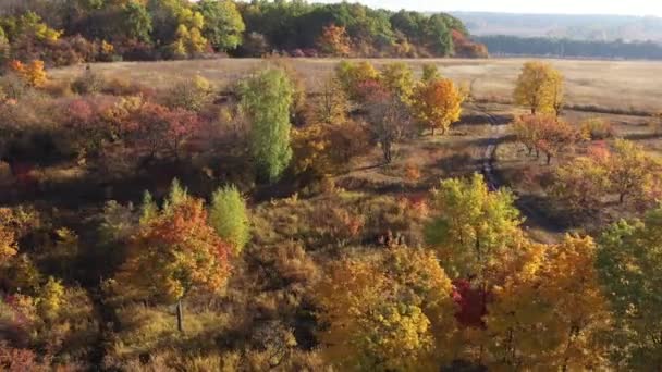 Drone vista do campo de outono e floresta iluminada com luz do pôr do sol. Folhas de árvores multicoloridas na floresta de outono. Estrada de terra em uma colina . — Vídeo de Stock