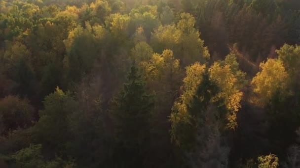 Epic aerial flight over the autumn forest at sunset. Aesthetics of autumn nature. Sunlight on the leaves. Flying over the natural landscape. Aesthetic travel video footage. — Stock Video