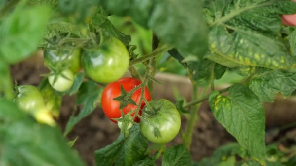 Jordbrukaren skördar färska mogna tomater som lämnar gröna på plantan för att mogna. Kvinnors hand plockar färska tomater. — Stockvideo