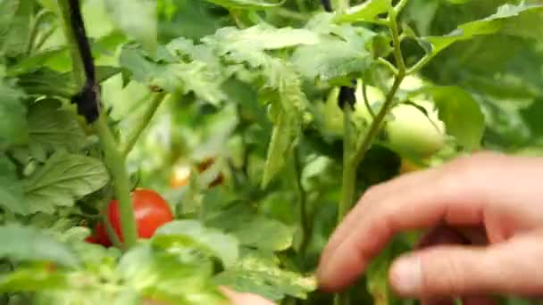 Jordbrukaren skörd färska mogna tomater lämnar gröna sådana på anläggningen för att mogna. Mans hand plockar färska tomater. — Stockvideo
