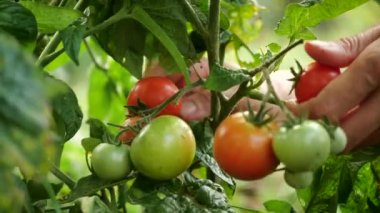 Çiftçi taze olgun domatesleri hasat ediyor. Bitkinin üzerinde olgunlaşması için yeşil domatesler bırakıyor. Kadınların elleri taze domates topluyor..
