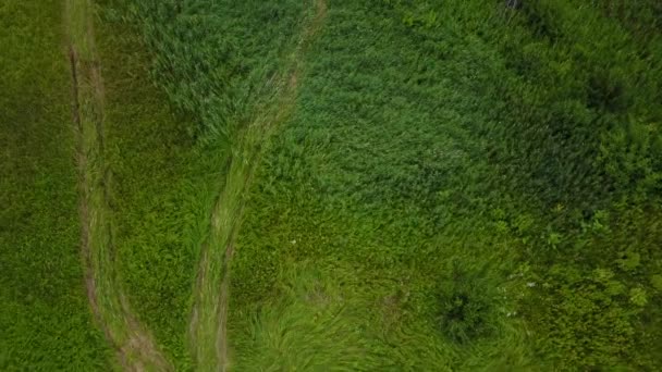 Vlucht door een rook over brandend groen veld, wild vuur in het natuurlandschap, luchtbeelden van drone — Stockvideo