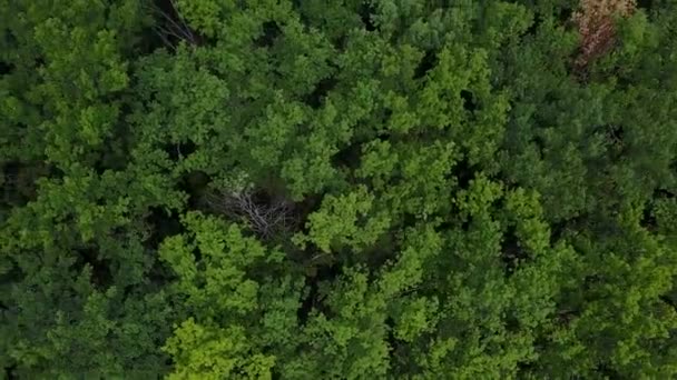 Yaz gününde yeşil orman üzerinde düşük drone uçuş. Büyük meşe ormanıhavadan üst görünümü. — Stok video