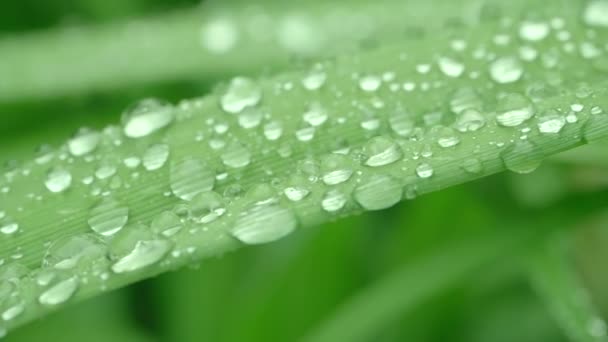 Hermosa macro toma de gotas de lluvia en un tallo verde de una planta en la tarde después de una ducha. Vista de cerca de una flor con un tallo cubierto de gotas después de fuertes lluvias en clima húmedo. Impresionante flora . — Vídeo de stock