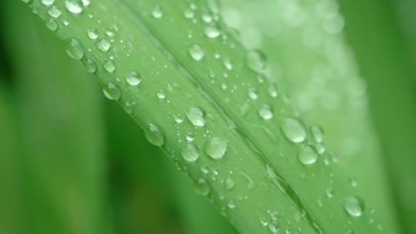 大棒的绿色植物茎,大雨过后水流过.美丽的花茎在早晨,布满了透明的水滴.雨后多雨天气中的植物，近景. — 图库视频影像