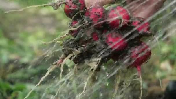 Male hand holds bunch of fresh radishes and pours stream of clean water, washing vegetable from the dirt for a summer salad. Useful product is washed outside in slow motion against garden background. — Stock Video