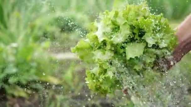 Close-up tiro de bando de folhas de alface fresca nas mãos de uma pessoa que é regada de baixo com fluxo de água e lava-lo de sujeira no fundo borrado de jardim e grama em câmera lenta . — Vídeo de Stock