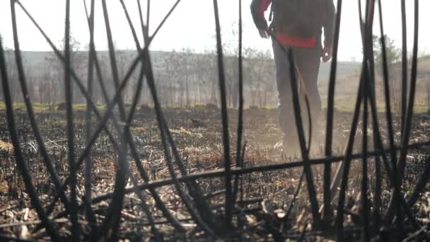 Las patas masculinas pisan ramas sobre la hierba quemada en las cenizas sobre el fondo de árboles desnudos en el campo. Turista camina sobre la tierra quemada después de un fuerte fuego, vista desde las ramas en cámara lenta . — Vídeo de stock