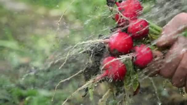 Close-up shot van het besproeien van een verse radijs uit de zomertuin. Lekkere en gezonde groente wordt gewassen uit gedroogde modder voor salade op een wazige achtergrond van de tuin en gras buiten, in slow motion. — Stockvideo