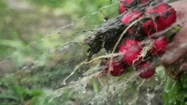 Nahaufnahme eines Bündels frischer Radieschen nur aus dem Garten, der von einer männlichen Hand gehalten und mit einem starken Wasserstrahl gegossen und in Zeitlupe von getrocknetem Schlamm abgewaschen wird. Gemüse für Salat. — Stockvideo