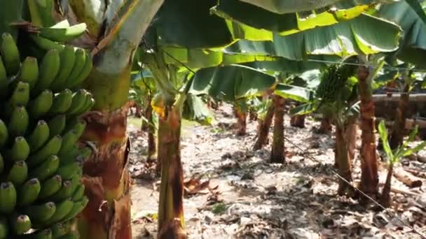 Närbild av växande bananplantager på Kanarieöarna på Teneriffa i varmt soligt sommarväder. Exotiska gröna bananer odlas på gräset. Frukt är frukten av sockerbananer på ön. — Stockvideo