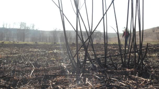 Sparando dietro i rami da lontano del turista barbuto passeggiando lungo ceneri di terra bruciata dopo terribile incendio in un campo deserto in primavera. L'uomo cammina sull'erba nera bruciata. Danni alla natura. — Video Stock