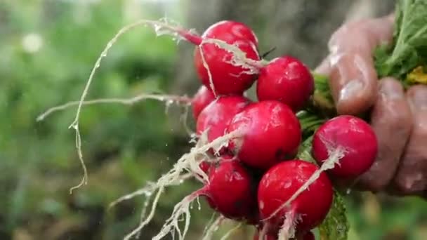 Un bouquet sale de radis est arrosé avec un ruisseau d'eau à l'extérieur pendant la saison estivale. Le propriétaire tient le radis dans les mains sous la pression de l'eau pure. Laver les légumes sains de la saleté pour la salade. — Video