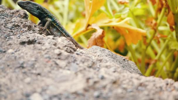 노란색 과 파란색 반점 이 있는 테네리페 섬에 살고 있는 유명 한 카나리아 도마뱀 갈로 티는 밝은 태양 아래 나뭇잎을 배경으로 돌 뒤로 뛰어다니며 숨어 있다. 아름다운 파충류. — 비디오