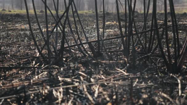 Person in galoshes walks on burnt grass and tree branches after a serious fire in sunny spring weather, a view from a branch. Man walks on burnt earth and ashes in a deserted field. Damage to nature. — Stock Video