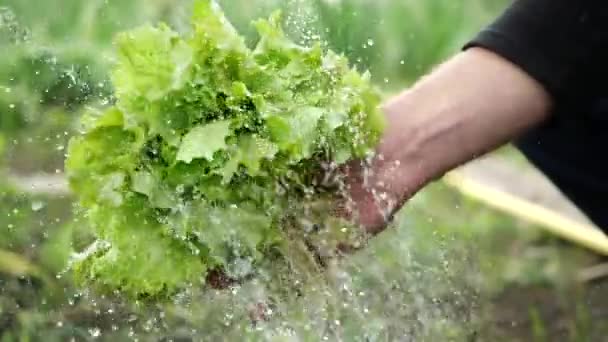 男はレタスの葉を手に持ち、ホースと臆病者からきれいな水の流れを注ぎ、スローモーションでクローズアップビュー。人の手は汚れから新鮮なサラダを洗う.緑の野菜が落ちる — ストック動画
