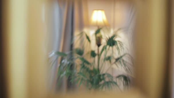 Прекрасна пальма в горщику стоїть в готелі і освітлюється старою лампою, що стоїть ззаду на тлі штор. Рослина в комфортабельному готелі для гостей під торшером . — стокове відео