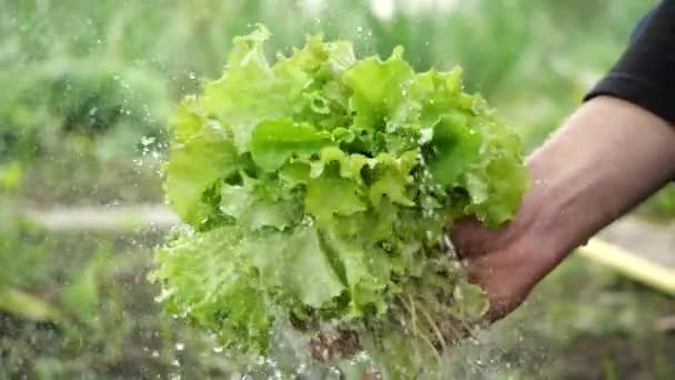 Detailní záběr na mužskou ruku držící čerstvé zelené listy salátu a zalévané proudem čisté vody zespodu na rozmazaném pozadí zahradní trávy venku. Jedlá tráva v kapkách vody. — Stock video