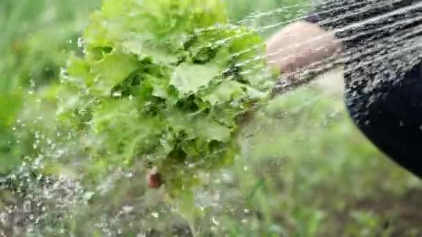 Mâna masculină ține o grămadă de salată verde proaspătă și o toarnă cu curent de apă de la robinetul de duș, vedere de aproape în mișcare lentă. Salata verde este spălată din murdărie și praf cu apă curată de udare poate . — Videoclip de stoc