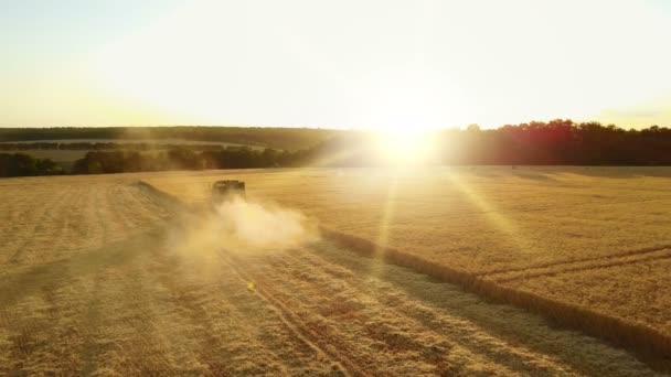 4K Aerial view of Combine Harvester gathering wheat at sunset. Harvesting grain field, crop season. Food industry concept. — Stock Video