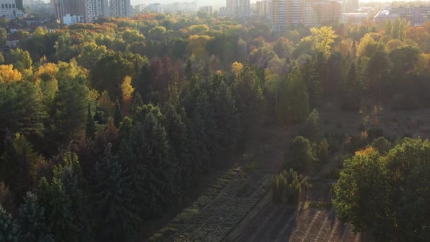 Zdjęcia lotnicze z drona klasycznego miejskiego lasu kręcone w ciepłą, słoneczną pogodę. Las położony w pobliżu miasta i domów miasta. Widok z góry na piękne drzewa przyrodnicze, brzozy i jodły. — Wideo stockowe