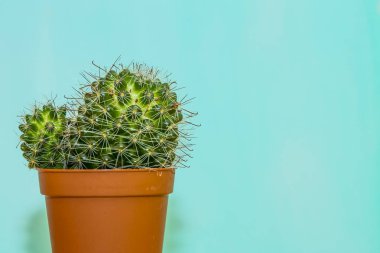 mavi bir arka plan üzerinde kahverengi bir tencerede kaktüs