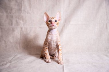 Bej arka planda Cornish Rex kedisi