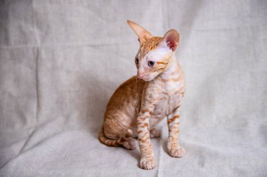 Bej arka planda Cornish Rex kedisi