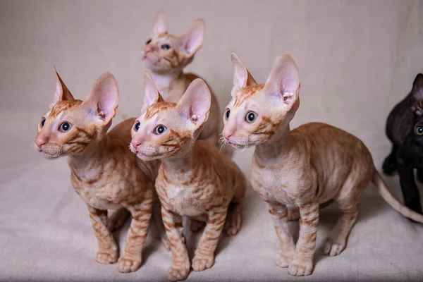 Cornish Rex Kotek Beżowym Tle — Zdjęcie stockowe