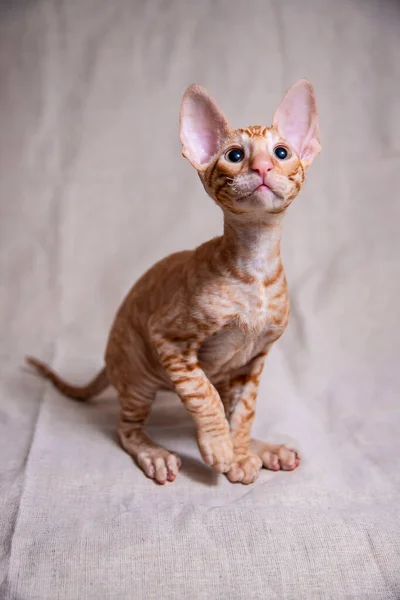 Cornish Rex Kotek Beżowym Tle — Zdjęcie stockowe