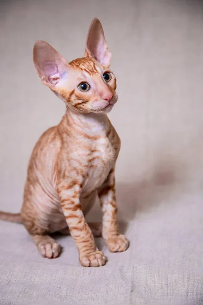 Cornish Rex Γατάκι Μπεζ Φόντο — Φωτογραφία Αρχείου