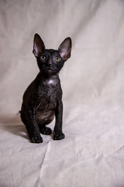 Cornish Rex Kotek Beżowym Tle — Zdjęcie stockowe