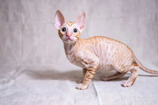 Cornish Rex Kotek Beżowym Tle — Zdjęcie stockowe