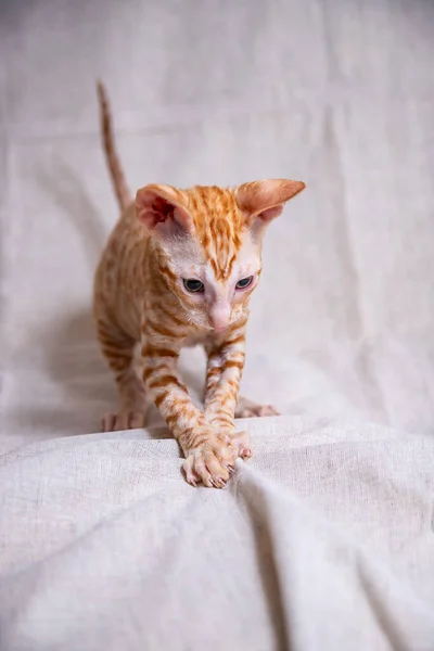 Cornish Rex Kätzchen Auf Beigem Hintergrund — Stockfoto