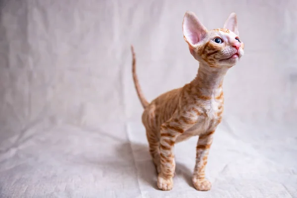 Cornish Rex Γατάκι Μπεζ Φόντο — Φωτογραφία Αρχείου