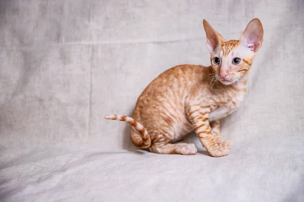 Cornish Rex Kotek Beżowym Tle — Zdjęcie stockowe