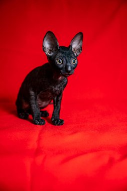 Kırmızı arka planda Cornish Rex kedisi