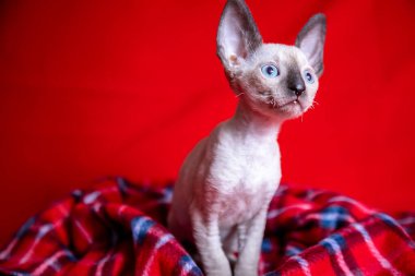 Kırmızı arka planda Cornish Rex kedisi
