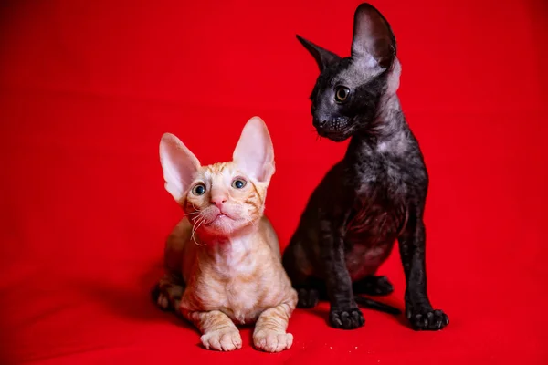 Cornish Rex Γατάκι Κόκκινο Φόντο — Φωτογραφία Αρχείου