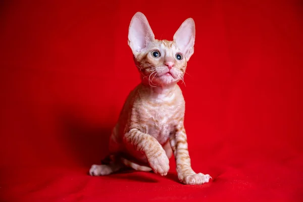 Cornish Rex Γατάκι Κόκκινο Φόντο — Φωτογραφία Αρχείου