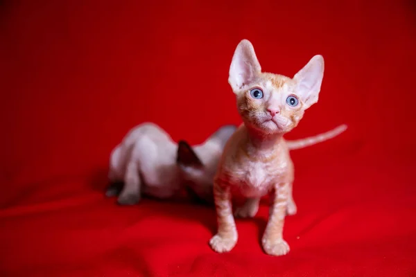 赤い背景にコーニッシュ レックス子猫 — ストック写真