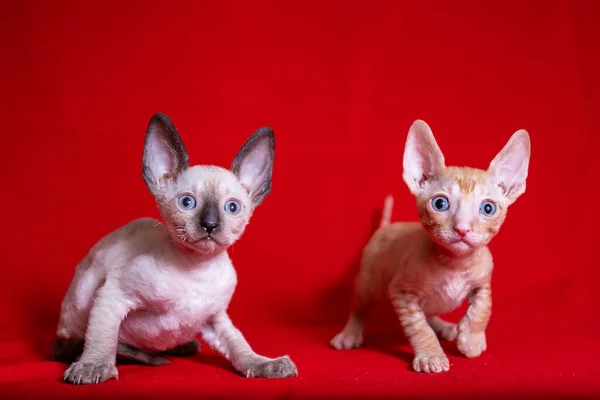 Cornish Rex Kotek Czerwonym Tle — Zdjęcie stockowe