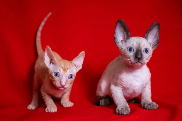 Cornish Rex Kotek Czerwonym Tle — Zdjęcie stockowe