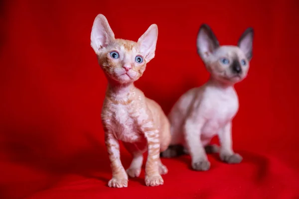 Cornish Rex Kotek Czerwonym Tle — Zdjęcie stockowe